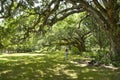 Girl walking alone on the pathway under beautiful huge oak trees on summer morning..