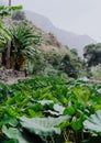 Girl walking along the lotus plants in lush green valley on the bottom of a mountain. Santo Antao. Cape Verde