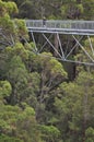 Teen Girl Walking high on tree top walk