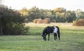 Girl walking with her black horse, letting him graze grass during evening hours