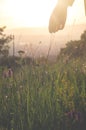 Girl walking in a meadow with wild flowers at sunset. Girl`s hand touching wildflowers closeup. Rural field