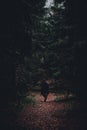 Girl walking on the path of dark forest