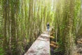 The girl walking small road through the melaleuca forest Royalty Free Stock Photo