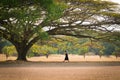 Girl walking under a big tree