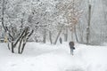A girl is walking under the snow with a fur in a park in Moscow