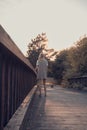 Girl walking on wooden bridge. Tranquility at sunset