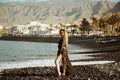 A girl walks along a stone beach in a long black pareo. Summer day, a woman rests against the background of palm trees. A girl in Royalty Free Stock Photo