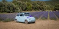 car in walks in a field of lavender. View from the back o Royalty Free Stock Photo