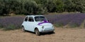 car walks in a field of lavender. View from the back, south sardinia Royalty Free Stock Photo