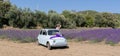 girl in walks in a field of lavender. View from the back, south sardinia Royalty Free Stock Photo