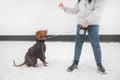 Girl in warm clothes and a dressed dog on a leash is played by a ball in the snow in the winter. The woman is spending time with a Royalty Free Stock Photo