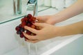 Girl washes black grapes under the tap. Woman washes a bunch of black grapes under the water flowing from a tap. Royalty Free Stock Photo