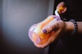 Girl washes a pacifier from a baby bottle Royalty Free Stock Photo