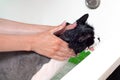 Girl washes a screaming cat in the shower. Dissatisfied and angry cat washes Royalty Free Stock Photo