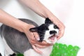 Girl washes a screaming cat in the shower. Dissatisfied and angry cat washes Royalty Free Stock Photo