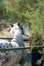 Girl Washing Withe Horse after training at the Equestrian Schoool in Summer