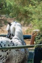 Girl Washing Withe Horse after training at the Equestrian Schoool in Summer