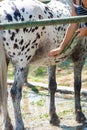 Girl Washing Withe Horse after training at the Equestrian Schoool in Summer