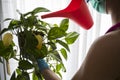 Girl watering the plants at home protected with the protective mask and gloves. Coronavirus, covid-19 Royalty Free Stock Photo