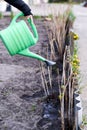 Girl watering water with green leek trimmed bushes in the garden. spring. care of the nature. greens blossom. Garden and garden Royalty Free Stock Photo