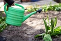 Girl waters water with green leek garden plants. spring. care of the nature. greens blossom. Garden and garden work. street Royalty Free Stock Photo