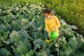 Girl waters young cabbage in the garden from a watering can Royalty Free Stock Photo