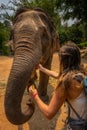 Girl Tourist Feeds bananas to elephant. Thailand Royalty Free Stock Photo