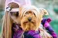 A girl wearing a cap holds a small dog breed Yorkshire Terrier. Children and Animals_ Royalty Free Stock Photo