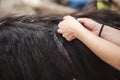 girl weaves a pigtail horse, beautiful mane,hairstyle Royalty Free Stock Photo