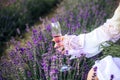 A girl in a white dress holds a glass of champagne among the beautiful lavender bushes. Hand close-up. A place for text. Banner. A Royalty Free Stock Photo