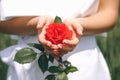 The Girl In White Dress With The Red Rose In Her Hands. Blurred Background Royalty Free Stock Photo