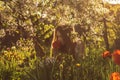 Girl in white dress smelling tulip in sunset, dandelions and cherry flowers Royalty Free Stock Photo