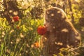 Girl in white dress smelling tulip in sunset among fluff, dandelions and cherry flowers Royalty Free Stock Photo