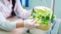 Hydroponics. The girl in white gloves holds a young zucchini sprout. The method of growing plants in water without land in the