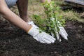 A girl in white gloves is planting a gooseberry bush in the garden