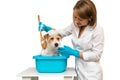 A girl in a white robe and blue gloves washes the dog in a basin Royalty Free Stock Photo