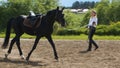 A girl in a white shirt and black pants and a black horse in summer training in sunny weather