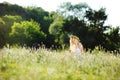 Girl in a white sundress and a wreath of flowers on her head sit Royalty Free Stock Photo