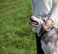 Girl in a white sweater and black jeans is standing next to the dog Alaskan Malamute Royalty Free Stock Photo