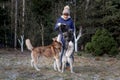 Girl in winter clothes plays with two husky dogs in European Park. Dog jumps on the owner, puts his paws on his chest