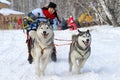 Girl winter frosty day in the sled rides a dog sled with two Siberian husky on holiday in Novosibirsk