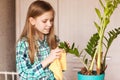 The girl wipes the dust from the green leaves of the houseplant