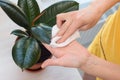 Girl wipes dust from a houseplant ficus elastica robusta