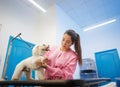 Girl At Work In Pet Store And Grooming Dog Royalty Free Stock Photo