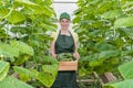 The girl is working in the greenhouse. Portrait of a worker with a crate of fresh cucumbers.