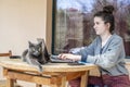 A girl is working on the laptop while the cat is resting Royalty Free Stock Photo