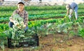 Girl works on plantation garden bed, cuts kale turnip and puts them in box for transportation Royalty Free Stock Photo