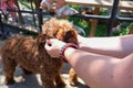 The girl& x27;s hands caress the little fluffy curly ruuded cute dog Royalty Free Stock Photo
