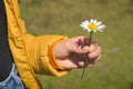 girl in a yellow jacket holds one white chamomile flower in her hand: against the backdrop of a green field. close-up Royalty Free Stock Photo