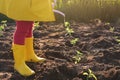 A girl in yellow rain boots pours water from a watering can planted seedlings of a plant in field in the vegetable garden Royalty Free Stock Photo